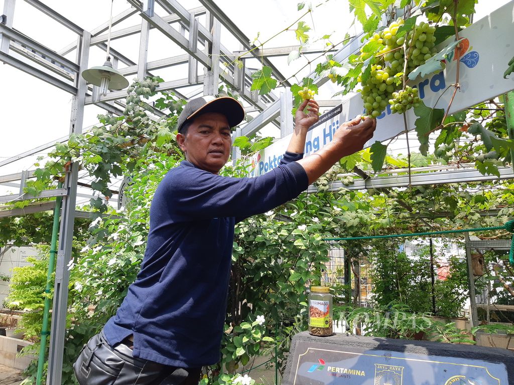 Dani Arwanto (50), pegiat lingkungan dari Kampung Iklim Gang Hijau Cemara di RT 007 RW 001, Kelurahan Tugu Utara, Jakarta Utara.