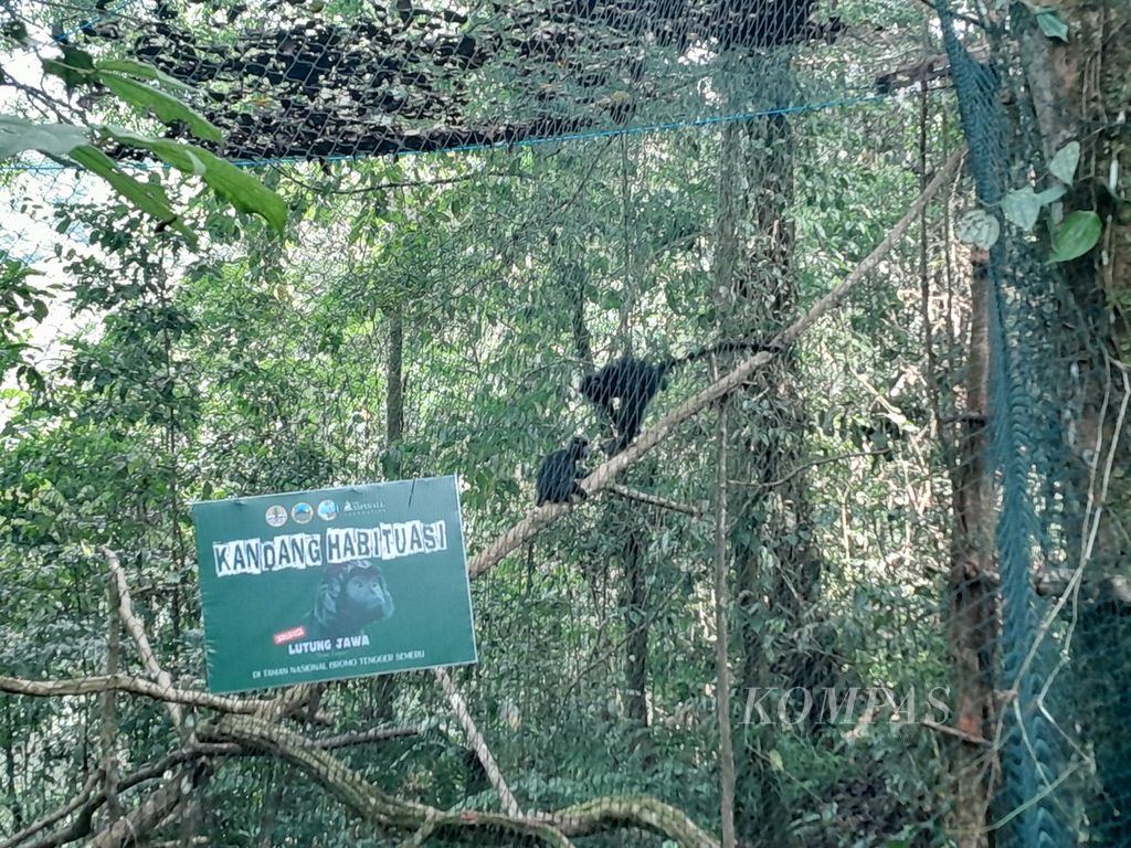 Dua ekor lutung jawa berada di kandang habituasi sebelum dilepasliarkan di Taman Nasional Bromo Tengger Semeru di Lumajang, Jawa Timur, Jumat (23/2/2024).