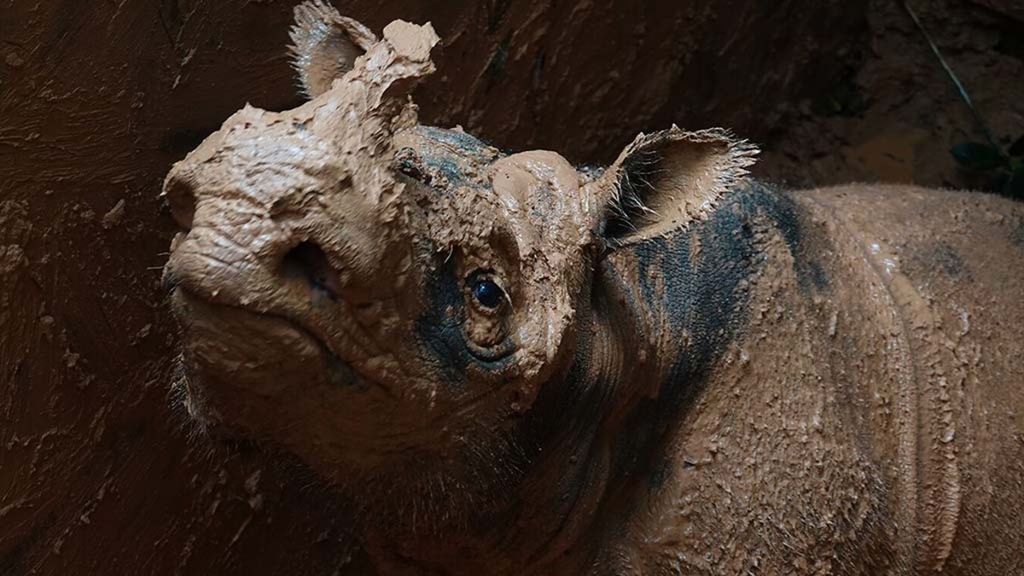 Satu ekor anak badak sumatera (<i>Dicerorhinus sumatrensis</i>) berjenis kelamin betina yang diberi nama Pahu tertangkap dalam jebakan yang telah disiapkan petugas di Kutai Barat, Kalimantan Timur.