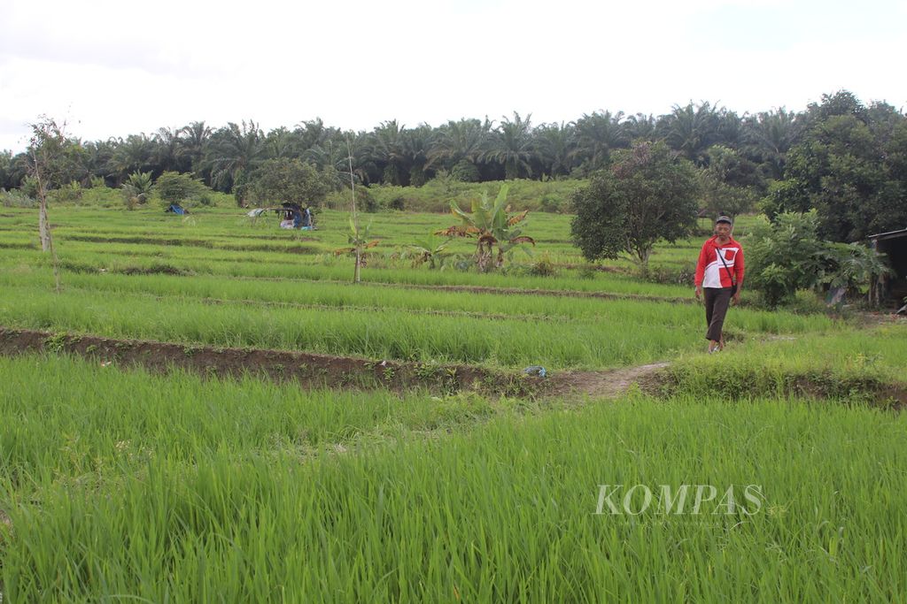 Petani beraktivitas di sawah mereka di Kelurahan Tanjung Pinggir, Kecamatan Siantar Martoba, Kota Pematang Siantar, Sumatera Utara, Rabu (10/1/2024). 