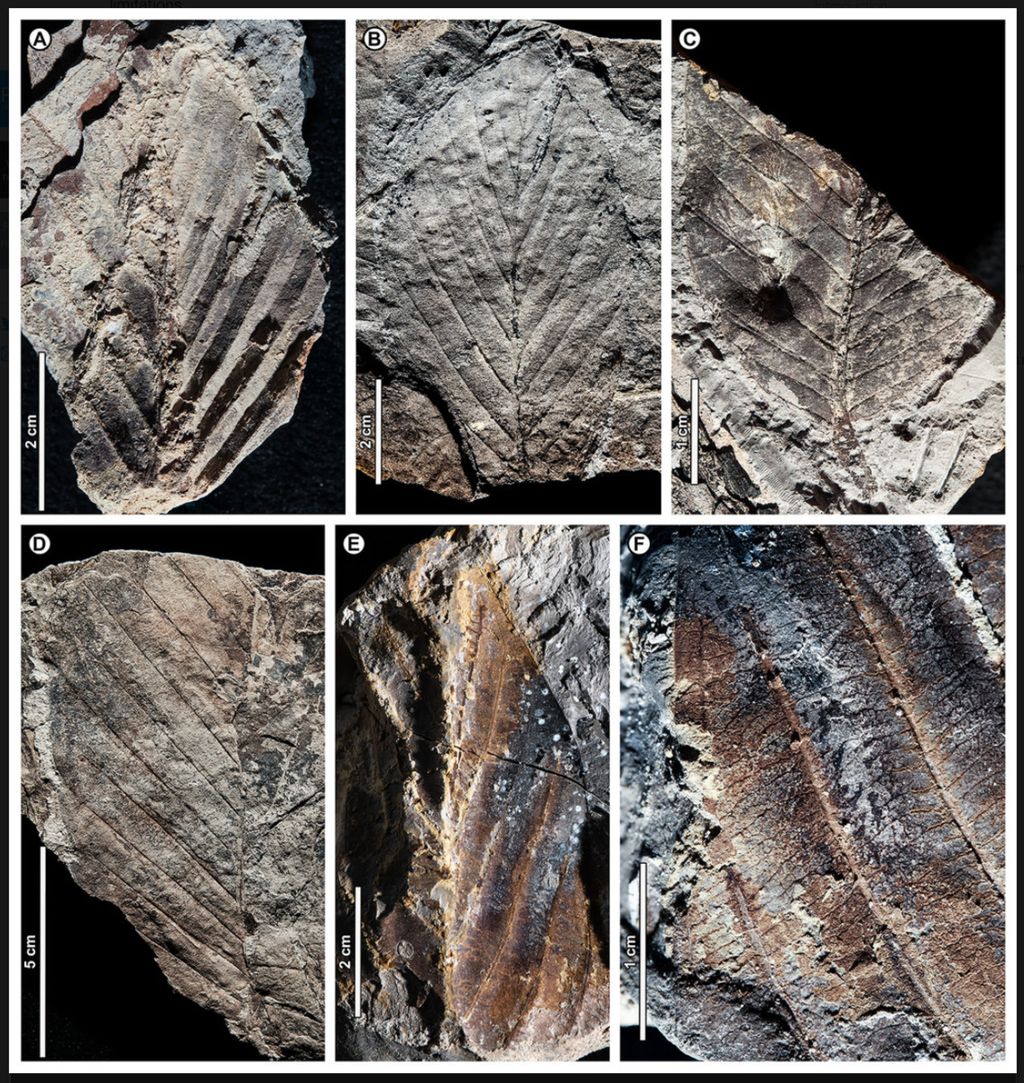 Salah satu fosil <i>Dipterocarpus sp</i> yang ditemukan di situs Pantai Berakas, Brunei Darussalam. Temuan ini menunjukkan bahwa tanaman dari suku meranti-merantian mendominasi hutan hujan di Kalimantan setidaknya selama empat juta tahun. Sumber: Peter Wilf (jurnal PeerJ, 2022)