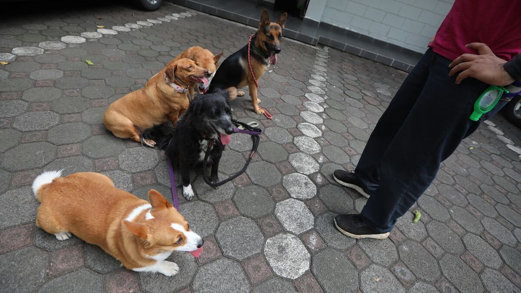 Gaby, salah satu aktivis organisasi Jakarta Animal Aid Network (JAAN), melatih anjing-anjing yang direhabilitasi di klinik hewan di Pejaten, Jakarta Selatan, Rabu (10/6/2020).