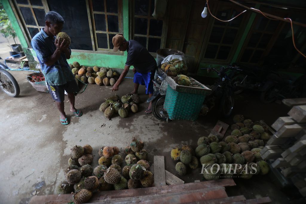 Durian hasil panen dari warga dijual ke salah satu pengepul di Dusun Kedungrejo, Desa Kaliharjo, Kaligesing, Purworejo, Jawa Tengah, Rabu (25/1/2023). 