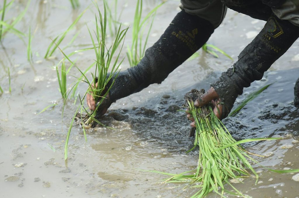 Pekerja menanam padi di Kecamatan Gedangan, Sidoarjo, Sabtu (17/2/2024). 