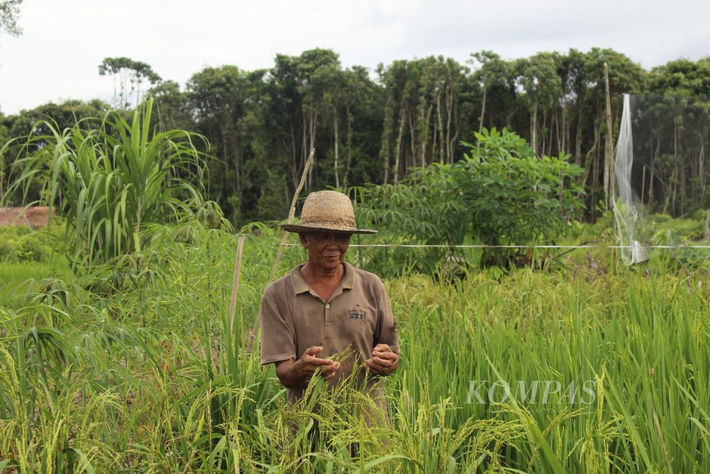 Emek (65) sedang memeriksa padi yang ia tanam beberapa bulan sebelumnya di sawah baru yang dibuka pemerintah dalam program <i>food estate </i>pada Minggu (9/10/2022) lalu.