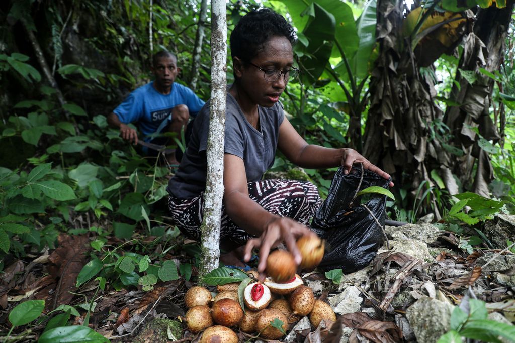 Mercy Kabes collects nutmeg that has been picked from her garden in Wurkendik Village, West Fakfak District, Fakfak Regency, West Papua, Monday (21/6/2021).