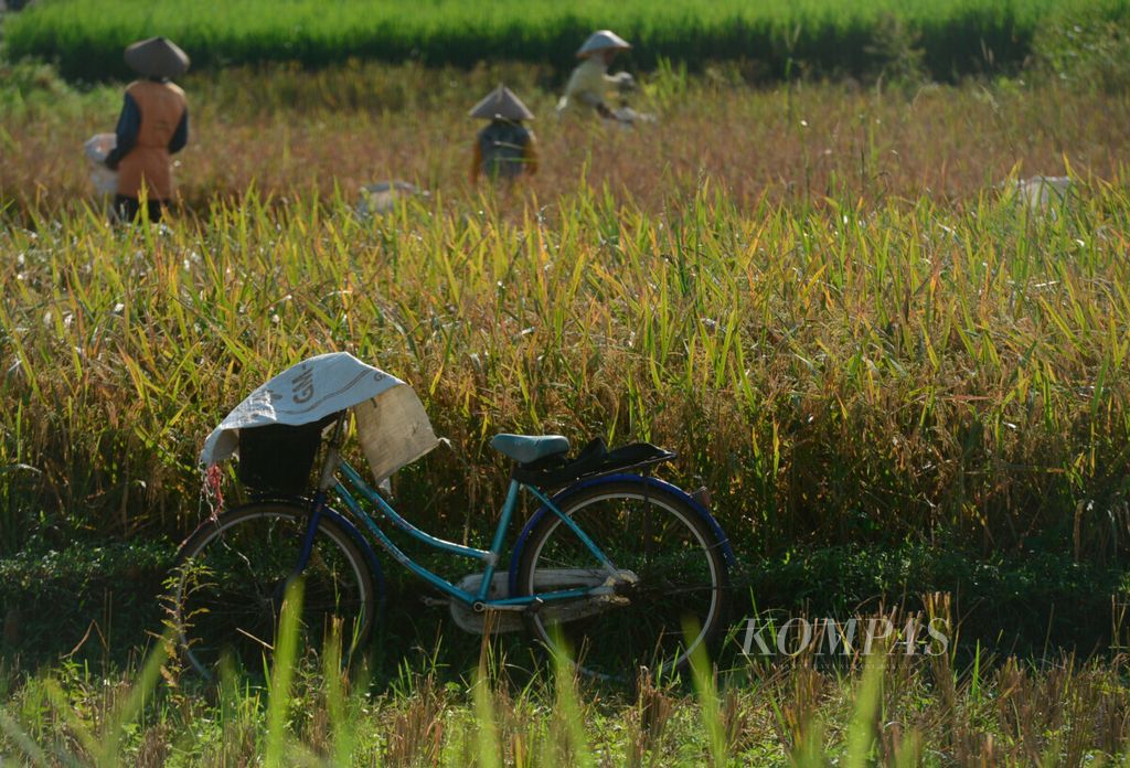 Salah satu sepeda milik petani diparkir di lahan sawah yang sedang dipanen di Kecamatan Salam, Kabupaten Magelang, Jawa Tengah, Minggu (7/6/2020).