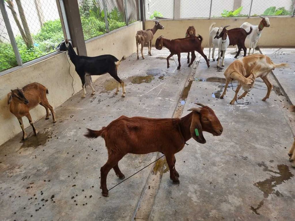 Dokumentasi kambing yang diduga selundupan. Kambing ini berada dalam pengawasan Stasiun Karantina Pertanian Kelas I Banda Aceh. 