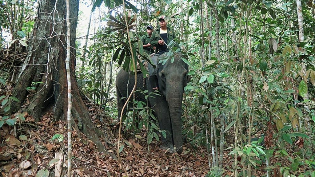 Tiga gajah jinak dari Pusat Pelatihan Gajah Minas, Riau, didatangkan ke wilayah Muara Tabir, Kabupaten Tebo, Jambi, untuk menggiring gajah-gajah liar menuju habitat baru dalam proses translokasi gajah, Rabu (26/9/2018).