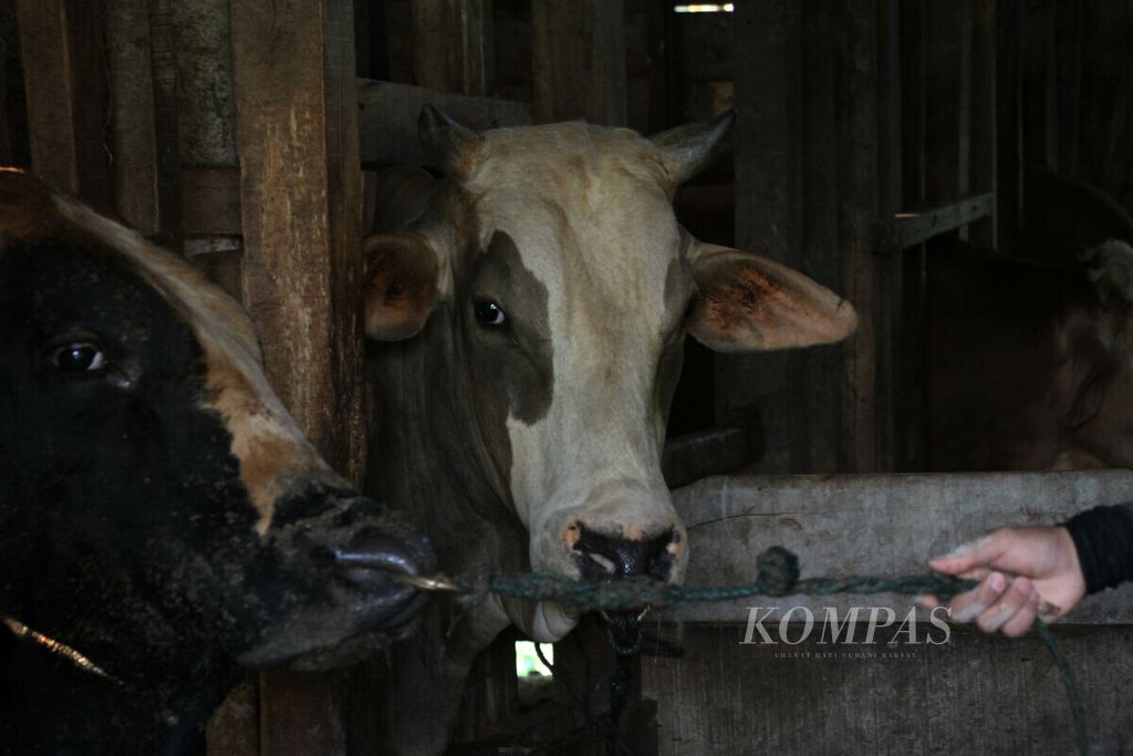 Peternak merawat sapi di Desa Bakoy, Kecamatan Ingin Jaya, Aceh Besar, Kamis (20/2/2020).