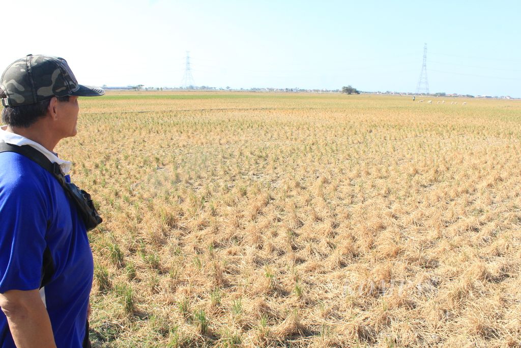 Petani mengecek sawah yang terdampak kekeringan di daerah Kandanghaur, Kabupaten Indramayu, Jawa Barat, Selasa (12/9/2023). Lebih dari 1.600 hektar sawah di sana kekeringan. Selain mengurangi produksi, kekeringan juga membuat petani di sentra padi nasional itu tidak menikmati kenaikan harga beras di pasaran.