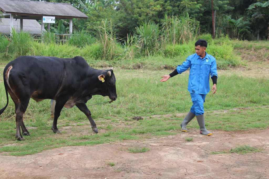 Petugas mengurus seekor pejantan sapi pasundan di UPTD Balai Perbibitan dan Pengembangan Inseminasi Buatan Ternak Sapi Potong Ciamis, Jawa Barat, Jumat (16/6/2023). Upaya pemurnian sapi pasundan di balai milik Pemprov Jabar ini dilakukan sejak 2014.
