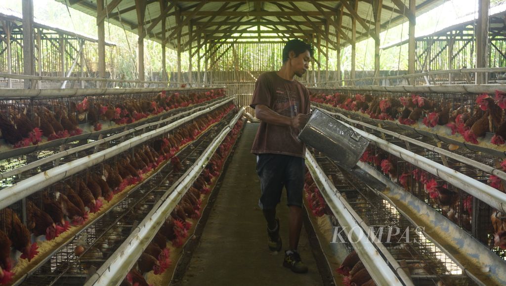 Seorang pegawai memberikan pakan ayam petelur di Kecamatan Mojosongo, Kabupaten Boyolali, Jawa Tengah, Kamis (1/9/2022). Populasi ayam petelur menurun akibat anjloknya harga jual telur setahun lalu. Imbasnya banyak kandang terpaksa dikosongkan. Hal itu disinyalir menjadi salah satu penyebab meningkatnya harga telur beberapa waktu terakhir.