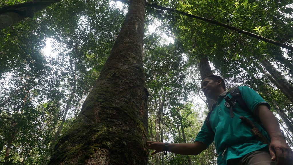 Hendri, staf Borneo Nature Foundation memasuki kawasan Laboratorium Alami Hutan Gambut, di Kota Palangkaraya, Kalteng, pada Desember 2019 lalu.
