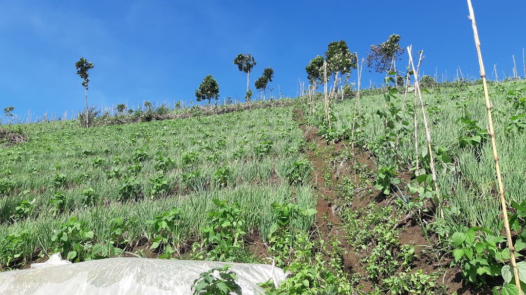 Area perambahan yang dijadikan kebun sayuran di wilayah Gunung Rakutak, Cagar Alam Kawah Kamojang, Kabupaten Bandung, Jawa Barat, Sabtu (28/5/2022).