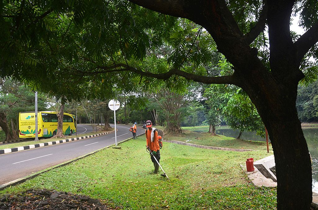 Pekerja memotong rumput di salah satu sudut lingkungan Kampus Universitas Indonesia, Depok, Jawa Barat, Kamis (29/12). 