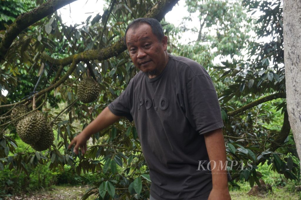 Ganjar Budhi Setiaji menunjukkan pohon duriannya di Desa Plana, Somagede, Banyumas, Jawa Tengah, Jumat (19/1/2024).
