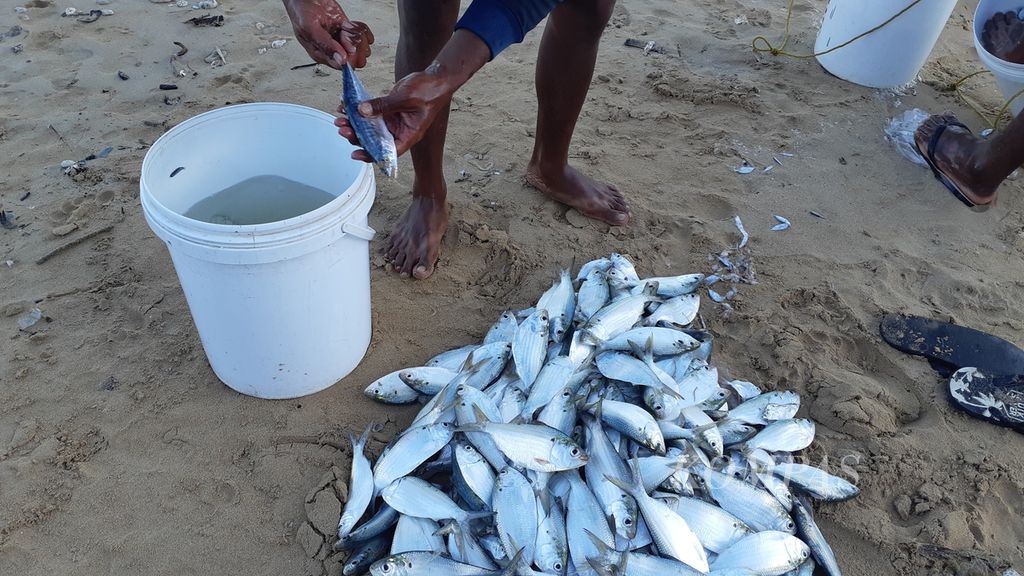 Ikan dicuci setelah dibeli dari perahu nelayan yang mendarat di Pantai Oesapa, Kota Kupang, Nusa Tenggara Timur, Rabu (18/8/2021). Ikan itu nantinya akan dijual.