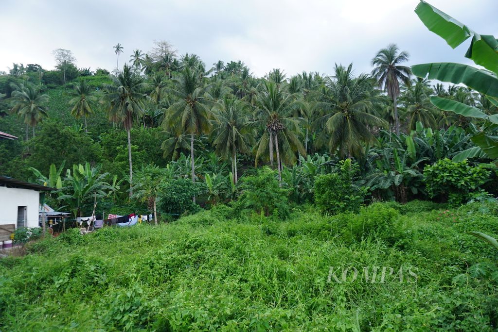 Perkebunan kelapa yang telantar di Desa Ratatotok Selatan, Belang, Minahasa Tenggara, Sulawesi Utara, Selasa (9/12/2023). Masyarakat Desa Ratatotok Selatan dan Tenggara kini sedang mendesak pemerintah untuk melakukan redistribusi lahan tersebut.