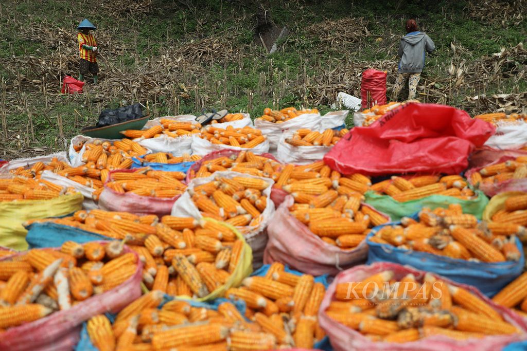 Warga memanen jagung di Kecamatan Boliyohuto, Kabupaten Gorontalo, Provinsi Gorontalo, Kamis (14/7/2022). Petani mengaku jagung hasil panen kali ini dijual Rp 3.500 per kilogram. Harga tersebut turun dibanding panen sebelumnya yang mencapai Rp 4.800 per kilogram.