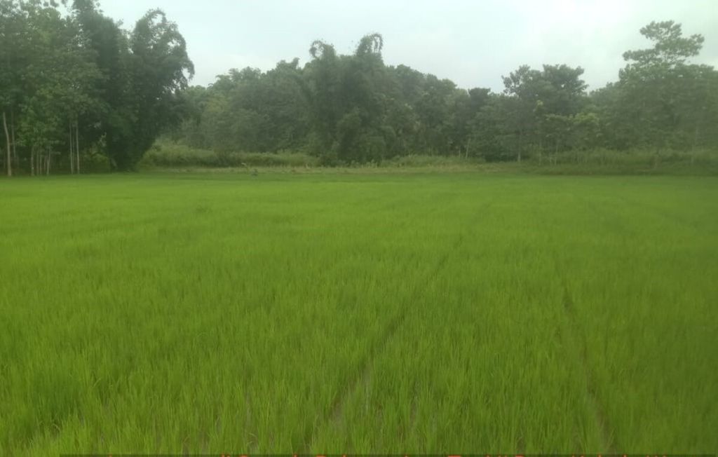 Lahan pertanian <i>food estate</i> di Desa Kabela Wuntu, Sumba Tengah, NTT, pada usia 14 hari, Februari 2021. 