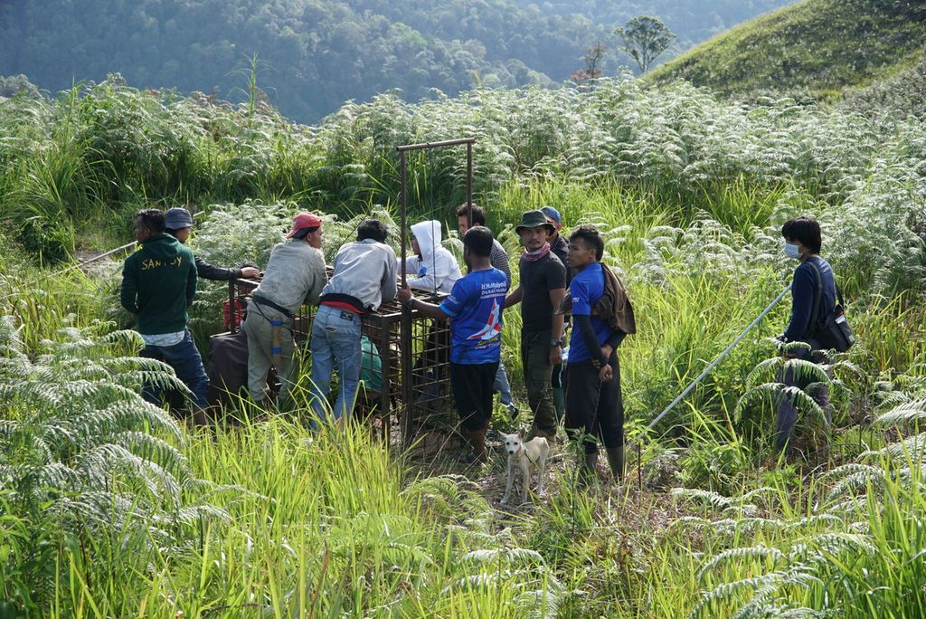 Petugas BKSDA Sumatera Barat, tim PR-HSD Arsari, dan warga memasang perangkap untuk menangkap harimau di Kabupaten Solok, Sumatera Barat, Jumat (4/12/2020).