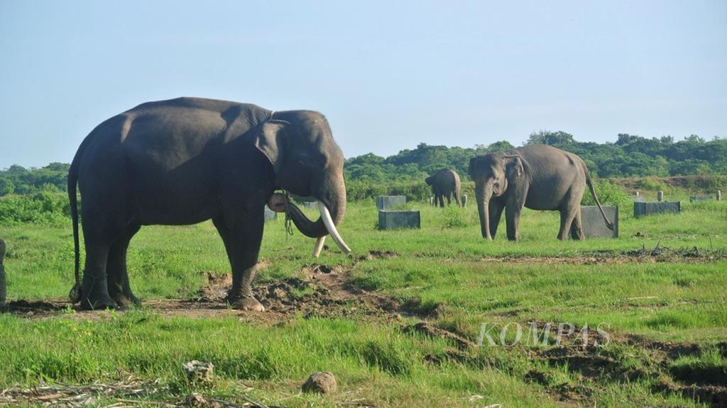 Gajah-gajah jinak di Pusat Latihan Gajah Taman Nasional Way Kambas, Lampung Timur, di kandangnya, Rabu (21/3/2018). 