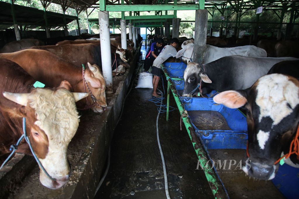 Pekerja memberi makan sapi di peternakan hewan NusaQu di Kecamatan Tajur Halang, Kabupaten Bogor, Jawa Barat, Minggu (4/6/2023).