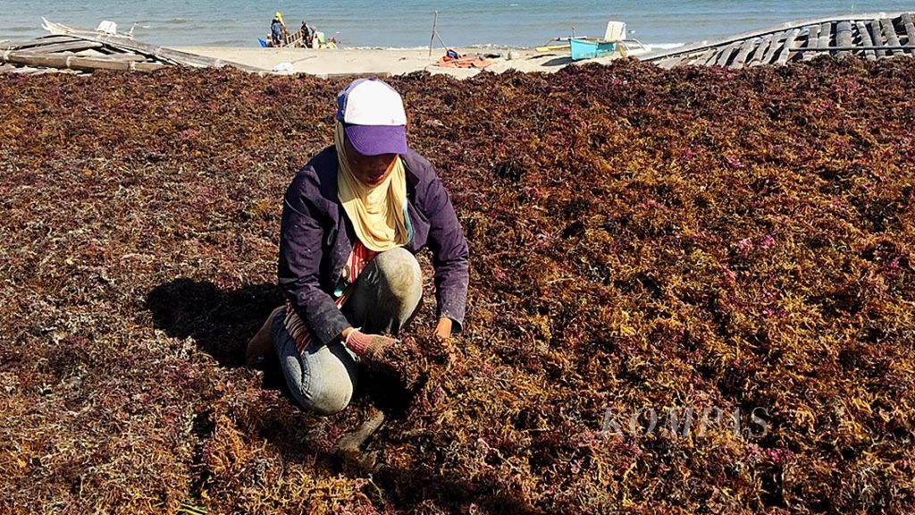 Husni Bora (40) menjemur rumput laut di pesisir Kecamatan Pajjukukang, Bantaeng, awal September lalu. Harga rumput laut yang meningkat dalam tiga bulan terakhir disambut gembira para petani rumput laut. 