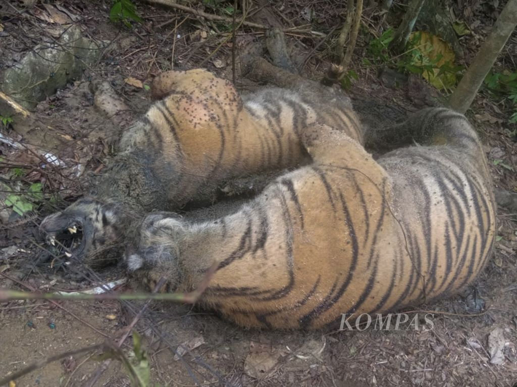 Dua harimau sumatera (<i>Panthera tigris sumatrae</i>) ditemukan mati di kawasan hutan Gampong Ibuboeh, Kecamatan Meukek, Aceh Selatan, Aceh, Rabu (25/8/2021). Sebanyak tiga harimau sumatera yang terdiri dari satu induk dan dua anak harimau (satu betina dan satu jantan) ditemukan mati diduga akibat terkena jeratan babi. 