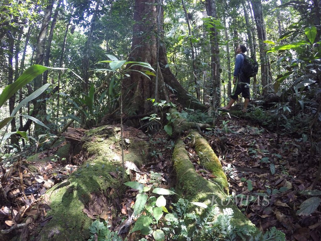 Beragam jenis tumbuhan dilindungi masih mudah ditemui di Hutan Adat Talun Sakti, Dusun Muara Seluro, Desa Raden Anom, Batangasai, Kabupaten Sarolangun, Jambi, Kamis (23/11/2023).
