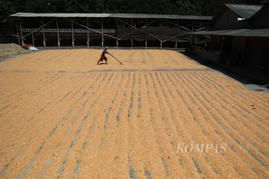 Pekerja menjemur biji jagung di Desa Tambak, Mojosongo, Boyolali, Jawa Tengah, Rabu (14/9/2022). Jagung tersebut dikeringkan dengan cara dijemur selama dua hari dan kemudian digunakan untuk pakan ayam. Sebagian petani mengeluhkan harga jual komoditas itu yang relatif rendah yakni Rp 4.000 per kilogram, sementara sejumlah harga kebutuhan pokok mulai merangkak naik pasca-kenaikan harga BBM. Harga jual jagung untuk pakan unggas pernah mencapai Rp 5.500 per kilogram.