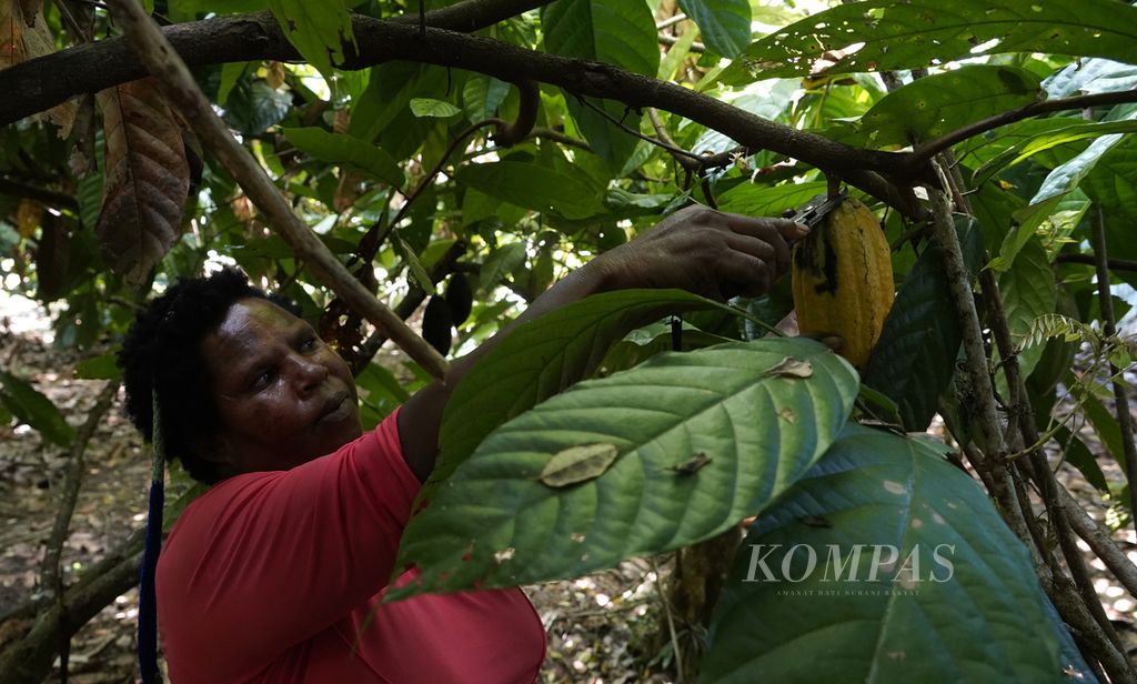 Petani kakao, Derpina Murib, memanen buah cokelat yang telah matang di kebunnya di Kampung Utikini 2, Distrik Kuala, Kabupaten Mimika, Papua, Jumat (18/3/2022).  Memperingati Hari Bumi 2022, Amerika Serikat mengumumkan program bernilai Rp 103 miliar untuk pemberdayaan petani kakao Indonesia.