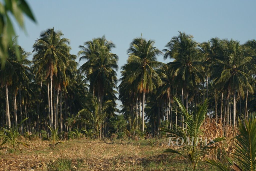 Salah satu perkebunan kelapa di Kima Atas, Mapanget, Manado, Sulawesi Utara, Selasa (10/9/2019). Sebagian petani kelapa masih terikat kontrak ijon dengan perusahaan dan tengkulak sehingga terpaksa memproduksi kopra.