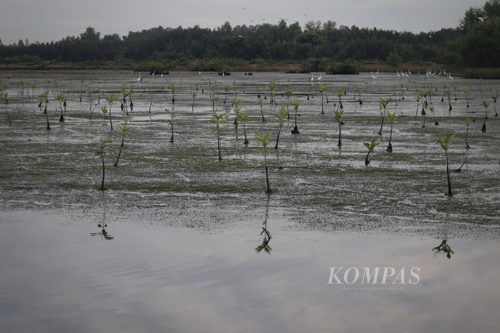 Anakan bakau tumbuh subur di salah satu tambak milik warga Kampung Muara Pegah, Kelurahan Muara Kembang, Kutai Kartanegara, Kalimantan Timur, pada Selasa (5/7/2022) pagi.