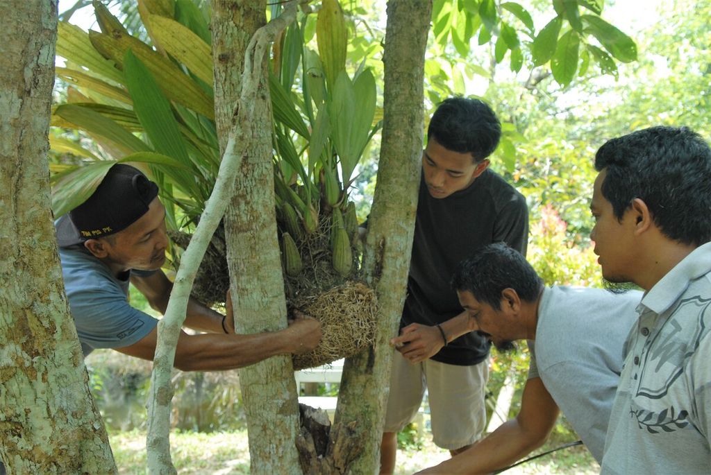 Para pemuda yang tergabung dalam Gerakan Muaro Jambi Bersakat memindahkan hasil pembiakan anggrek hutan untuk tumbuh pada salah satu dahan pohon di Taman Sakat Lebung Panjang, Desa Jambi Tulo, Maro Sebo, Kabupaten Muaro Jambi, Kamis (24/11/2022). 