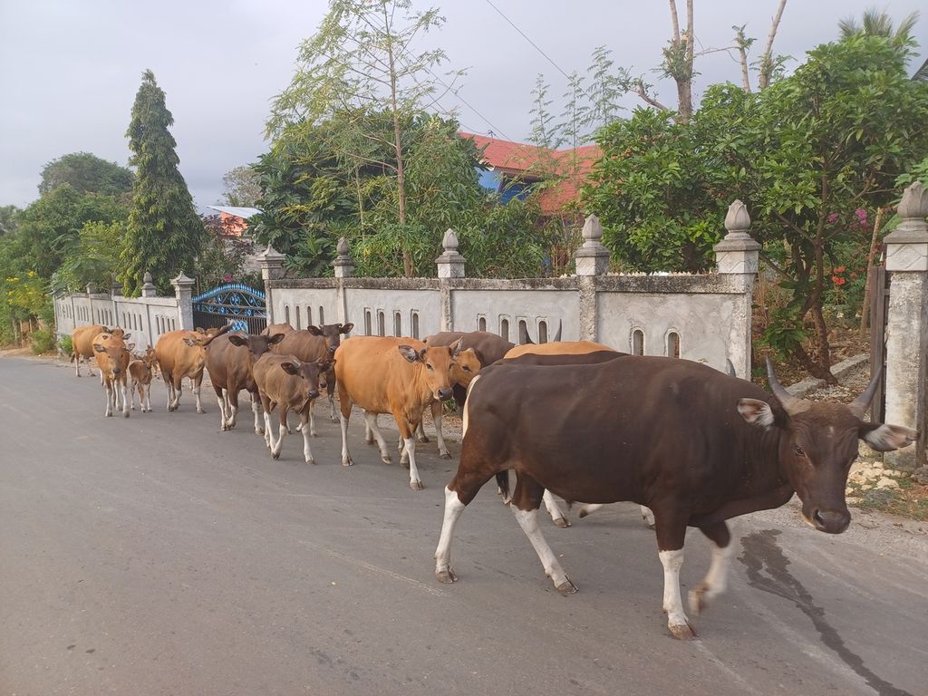 Gerombolan ternak sapi milik warga Kelurahan Naimata Kota Kupang digiring memasuki permukiman warga, Rabu (23/8/2023). Puncak kemarau ini gembala sapi sering menggiring ternak sapi melewati rumah-rumah warga, mencari pakan baik dari dapur rumah warga, maupun rumput-rumput hijau tersisa di sekitar pemukiman.