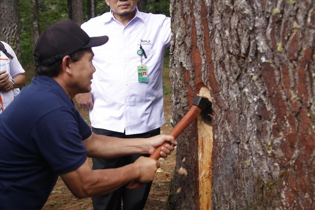 Peneliti Balai Penelitian dan Pengembangan Kehutanan Aek Nauli di Sumatera Utara, 2 Mei 2019, menunjukkan cara mendapatkan getah pohon pinus sebagai hasil hutan bukan kayu.