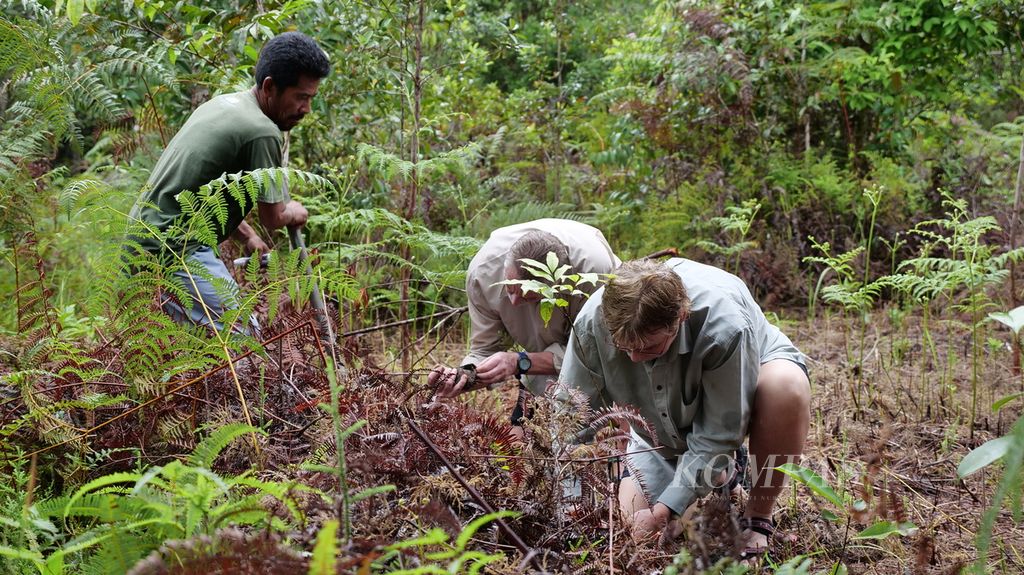 Pengunjung asal Jerman menanam pohon di Jerumbun, kawasan konservasi yang jadi penyangga Taman Nasional Tanjung Puting (TNTP), Jumat (23/2/2024). Mereka ditemani Hendri (48), salah satu anggota staf FNPF pengelola Jerumbun.