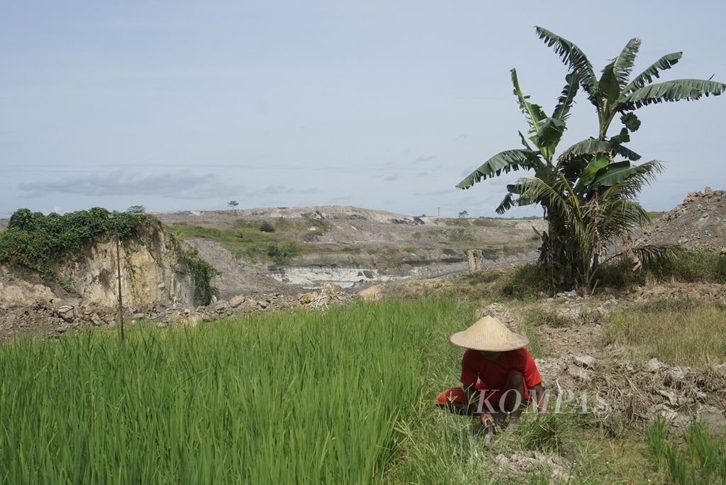 Syadari merumput di persawahan yang berhadapan langsung dengan tambang batubara di Desa Desa Karang Tunggal, Kecamatan Tenggarong Seberang, Kabupaten Kutai Kartanegara, Kalimantan Timur, Sabtu (7/1/2023).