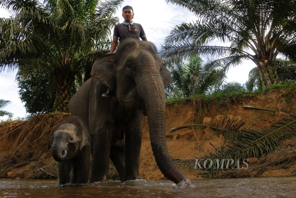 Bayi dan induk gajah sumatera di Trumon, Aceh Selatan, Aceh, pertengahan 2017.