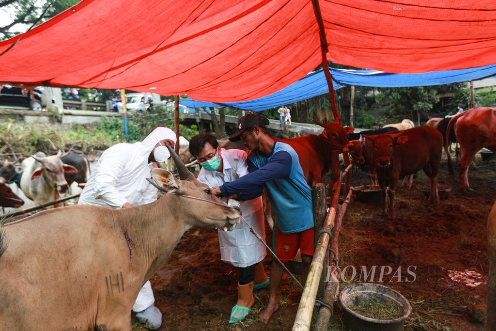 The examination was carried out to anticipate the transmission of oral and nail diseases to sacrificial animals such as cows, buffalo, goats, and sheep, ahead of the celebration of Eid al-Adha.