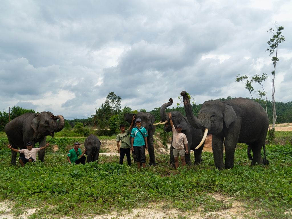 Para pawang atau <i>mahout</i> berpose dengan gajah-gajah di Pusat Latihan Gajah (PLG) Minas, Kabupaten Siak, Riau, Sabtu (4/12/2021).