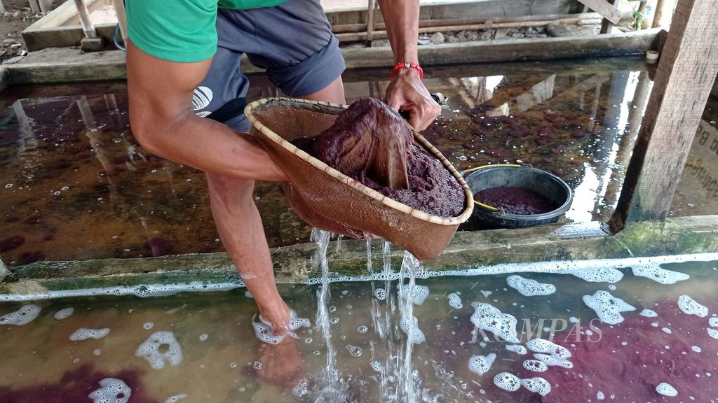 Cacing sutra dipindahkan ke dalam ember agar kolamnya yang kotor bisa dibersihkan di Kampung Cacing, Kota Tangerang, Banten, Minggu (20/11/2022).