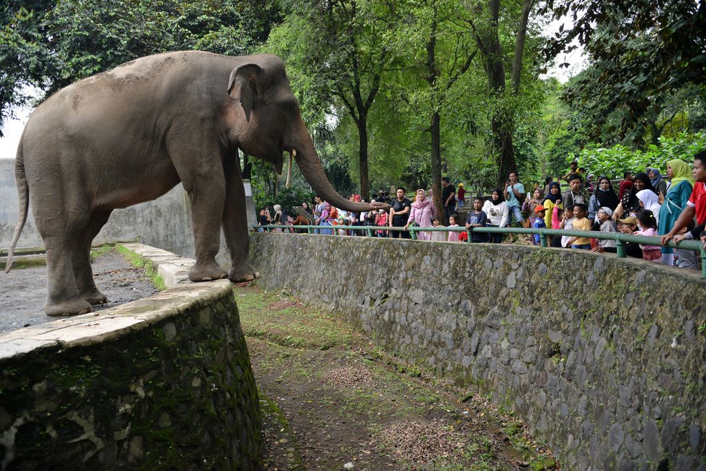Sejumlah warga melihat gajah di Kebun Binatang Ragunan, Jakarta Selatan, Minggu (25/12/2022). 