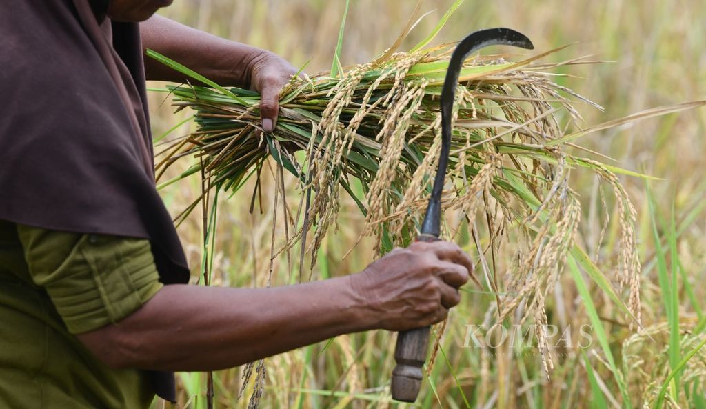 Petani memanen padi di Desa Buton, Pulau Obi, Halmahera Selatan, Maluku Utara, Minggu (26/11/2023). Padi dan semangka merupakan salah satu komoditas pangan dengan suplai tinggi untuk memenuhi kebutuhan pangan karyawan perusahaan tambang. 