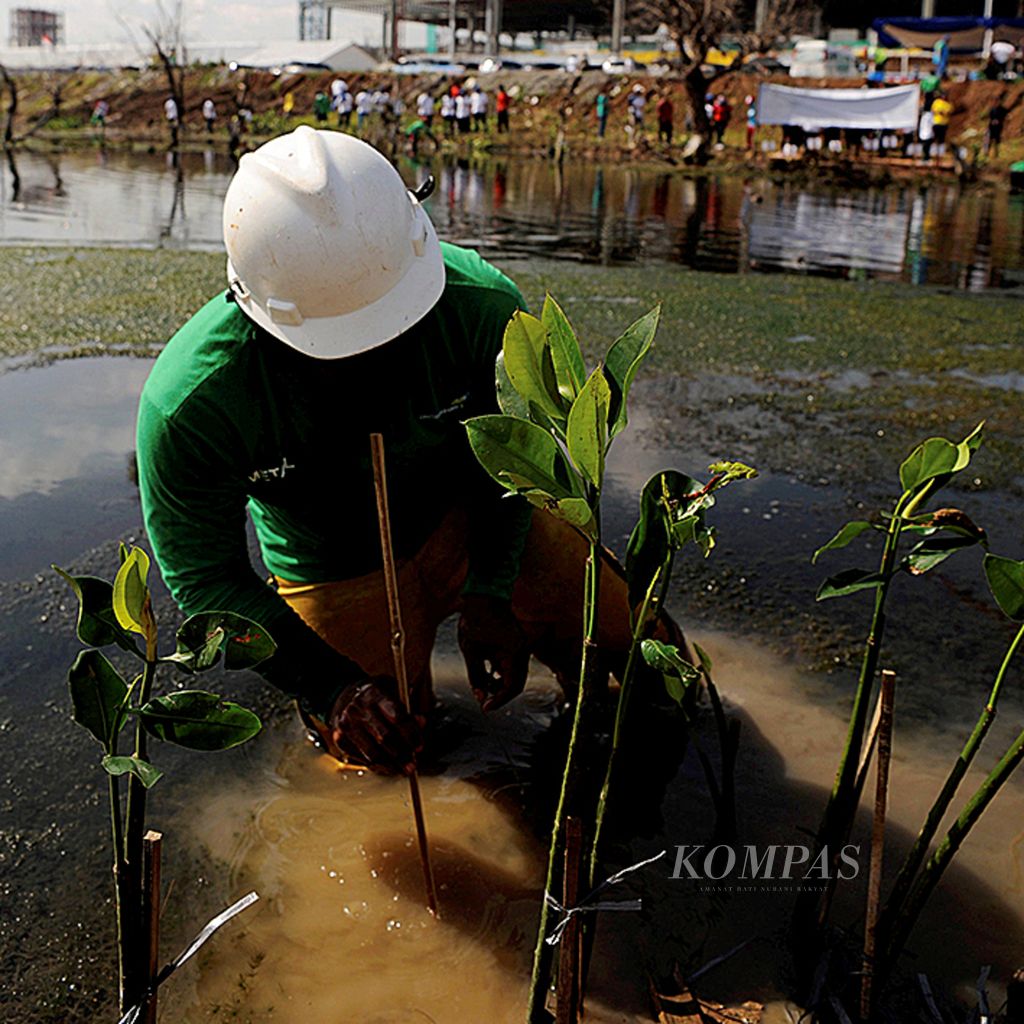 Petugas menanam mangrove di sekitar kawasan pembangunan terminal Bandara Ahmad Yani, Kota Semarang, Jawa Tengah, Jumat (15/12/2017). Penanaman sebanyak 24.000 bibit tersebut untuk merehabilitasi kembali kawasan mangrove yang terdampak proyek pembangunan bandara dan melindungi kawasan pesisir. 
