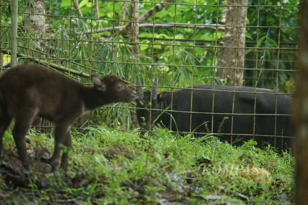Rambo (12), anoa (<i>Bubalus depressicornis</i>) jantan, mengawasi anaknya, Raden (2 minggu), di kandang penangkaran Anoa Breeding Center Manado, Sulawesi Utara, Kamis (2/2/2023). Rambo adalah pejantan yang berhasil memberikan empat keturunan di penangkaran tersebut.