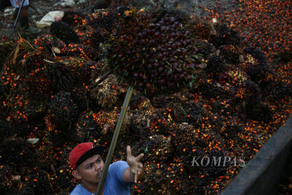 Pekerja memuat tandan buah segar (TBS) kelapa sawit ke atas truk pengangkut di Desa Semoi 2, Sepaku, Kabupaten Penajam Paser Utara, Kalimantan Timur, Kamis (11/3/2021).