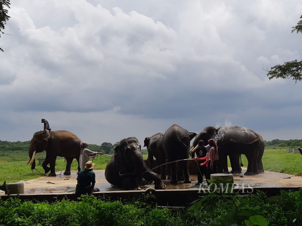 Wisatawan memandikan gajah di Pusat Latihan Gajah Taman Nasional Way Kambas, Kabupaten Lampung Timur, Lampung, pada Kamis (18/1/2024). Pariwisata TNWK dibuka dengan konsep baru yang mengedepankan kesejahteraan satwa, pemberdayaan masyarakat, dan keberlanjutan.